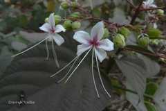 Clerodendrum viscosum